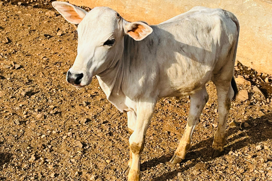 The Punganur Cow: A Dwarf Breed with Giant Benefits